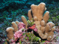 Scapophyllia cylindrica (CNMI)