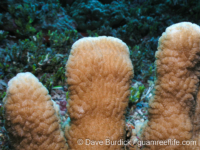 Scapophyllia cylindrica (CNMI)