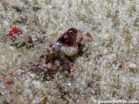 Actaea cf. polyacantha