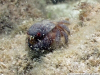 Acteodes tomentosus