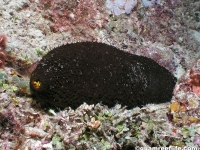 Actinopyga cf. palauensis