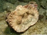 Aethra scruposa