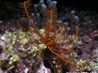 Alloeocomatella polycladia