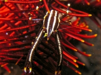Allogalathea elegans (Philippines) 2
