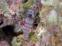 Alpheopsis cf. yaldwyni