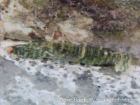 Alpheus cf. macellarius
