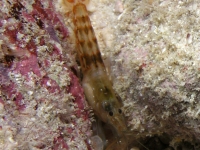 Alpheus cf. pacificus