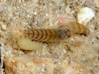 Alpheus sp. N