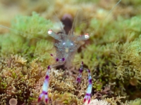 Ancylomenes sarasvati