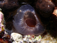 Ascidia ornata?