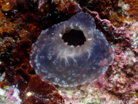 Ascidia ornata