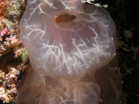Ascidia ornata