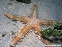 Astropecten polyacanthus