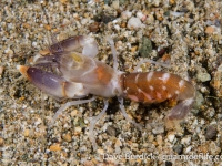 Axiopsis serratifrons (Philippines)