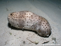 Bohadschia argus-vitiensis hybrid sp. C