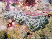 Botrylloides sp. B