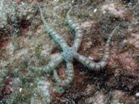 Breviturma cf. brevipes