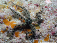 Breviturma krohi