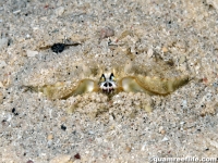 Calappa hepatica