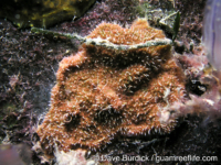 Celleporaria sp. 1 Ryansky (2024)