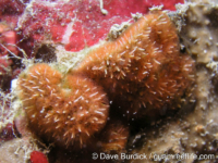 Celleporaria sp. 1 Ryansky (2024)