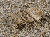 Chelarctus cultrifer