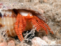 Ciliopagurus strigatus