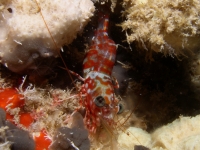 Cinetorhynchus cf. reticulatus