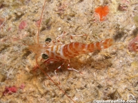 Cinetorhynchus fasciatus