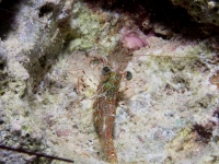 Cinetorhynchus sp. B