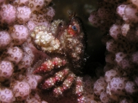 Cymo quadrilobatus