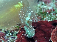 Dactylonia sp. A