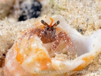 Dardanus megistos (juvenile)