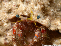 Dardanus sanguinolentus