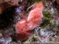 Didemnidae sp. A