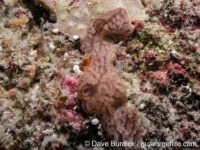 Didemnidae sp. C