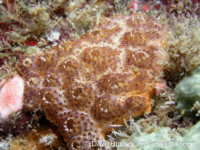 Didemnidae sp. D