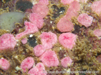 Didemnidae sp. E