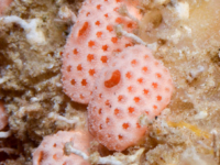 Didemnum cf. ligulum