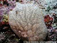 Didemnum perlucidum