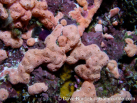 Didemnum rubeum