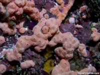 Didemnum sp. A
