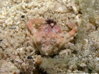 Ebaliopsis erosa