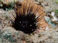 Echinostrephus aciculatus