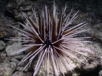 Echinothrix calamaris