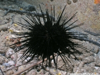 Echinothrix diadema