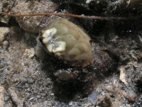 Etisus dentatus