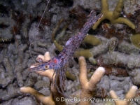 Heteropenaeus longimanus