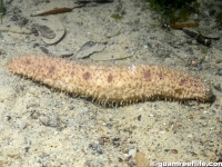 Holothuria arenicola