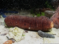 Holothuria cf. edulis